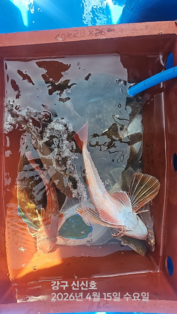 신신낚시 강구점 신신호_사진_20260415_13.jpg