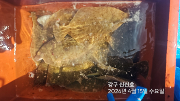 신신낚시 강구점 신신호_사진_20260415_11.jpg