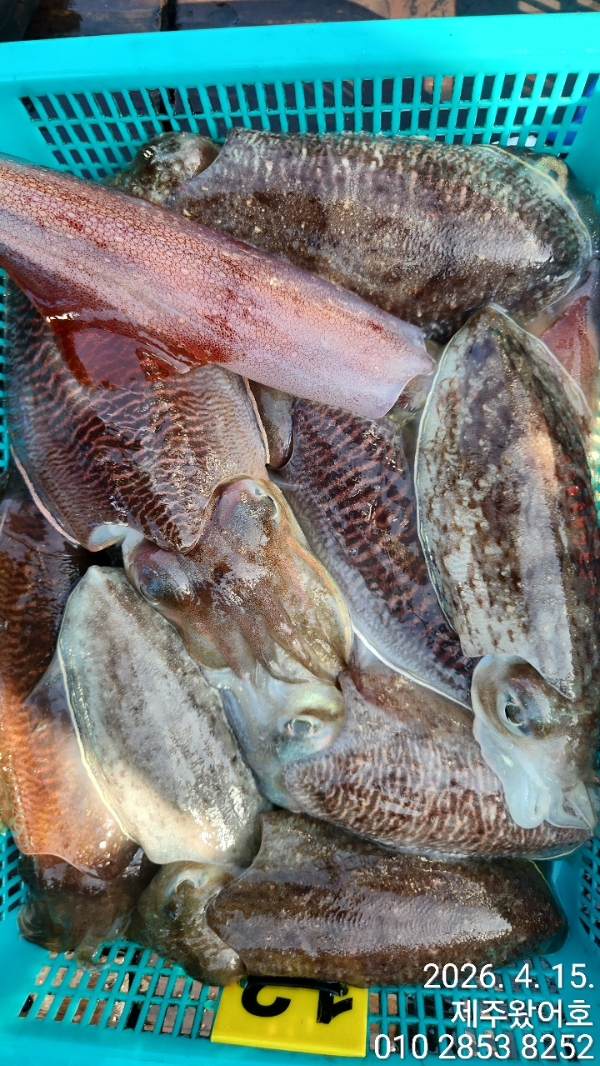 제주왔어호_사진_20260415_8.jpg