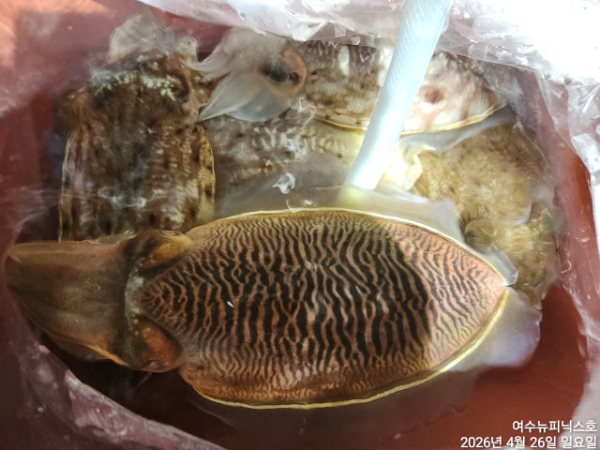 4월26일갑한치 (9).jpg