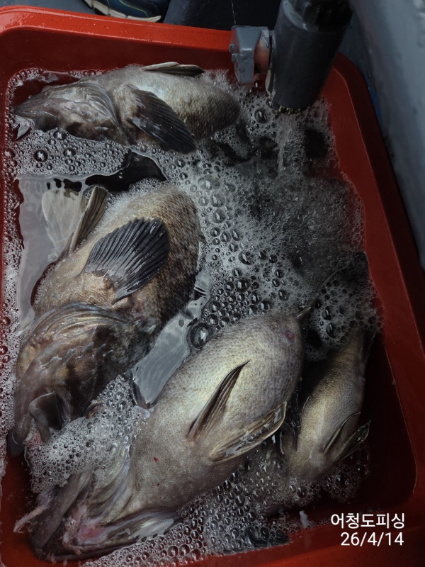 최강피싱 063.463.0800_사진_20260414_37.jpg