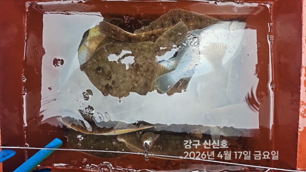 신신낚시 강구점 신신호_사진_20260417_8.jpg
