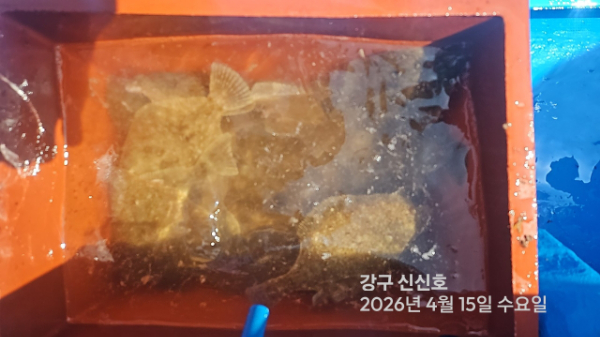 신신낚시 강구점 신신호_사진_20260415_10.jpg