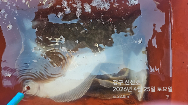 신신낚시 강구점 신신호_사진_20260425_8.jpg