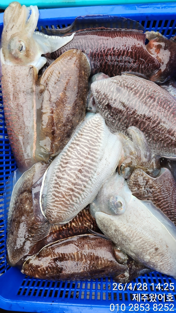 제주왔어호_사진_20260429_4.jpg