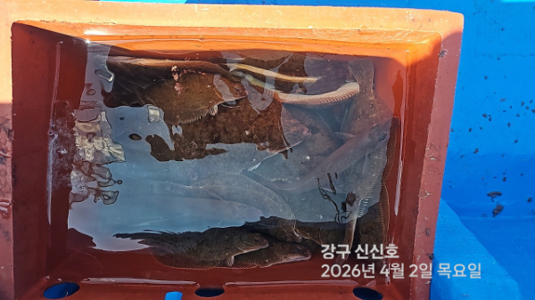 신신낚시 강구점 신신호_사진_20260402_15.jpg