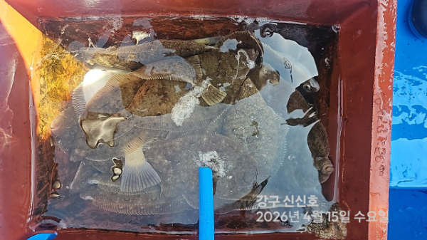 신신낚시 강구점 신신호_사진_20260415_15.jpg