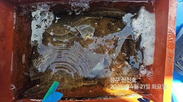 신신낚시 강구점 신신호_사진_20260421_10.jpg