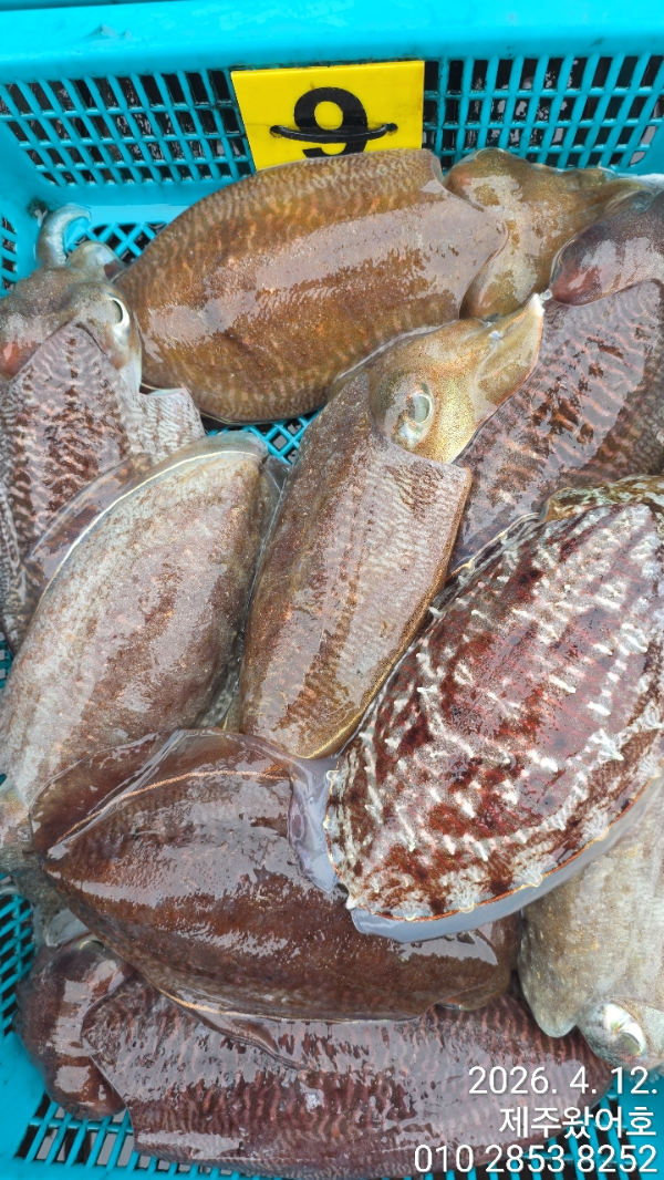 제주왔어호_사진_20260412_5.jpg