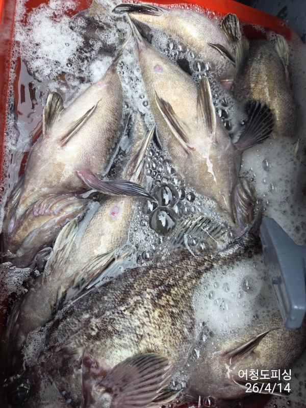 최강피싱 063.463.0800_사진_20260414_38.jpg