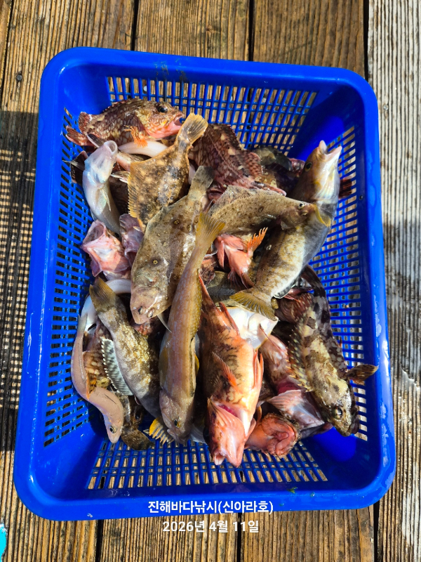 바다꾼낚시(신아라호)_사진_20260412_6.jpg