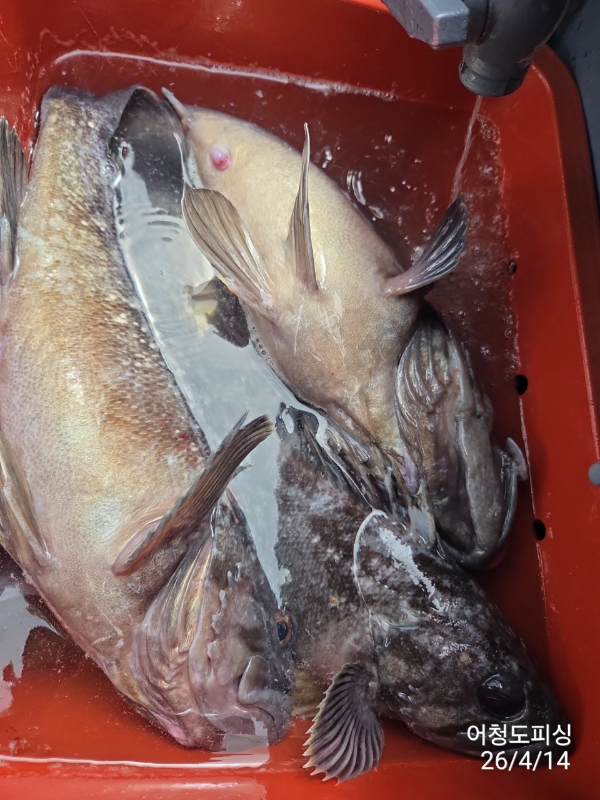 최강피싱 063.463.0800_사진_20260414_33.jpg