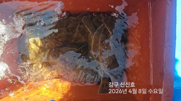 신신낚시 강구점 신신호_사진_20260408_12.jpg