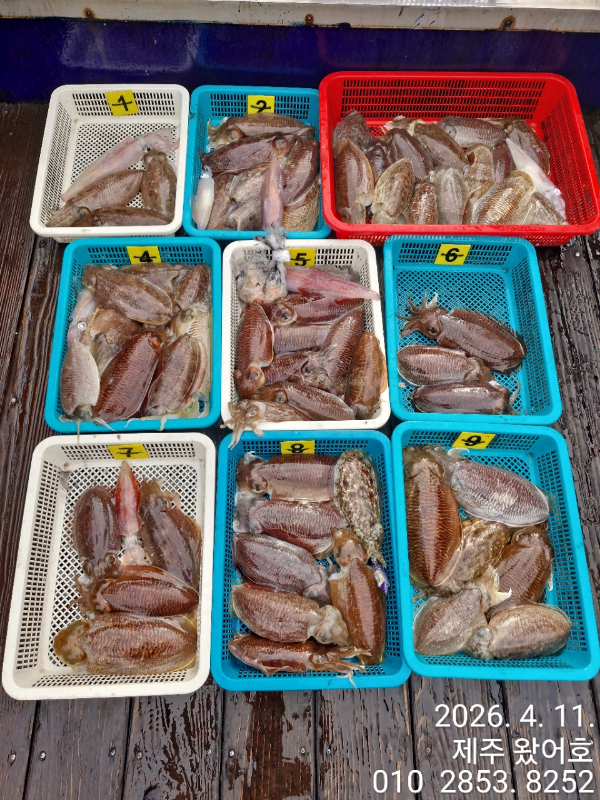 제주왔어호_사진_20260411_1.jpg