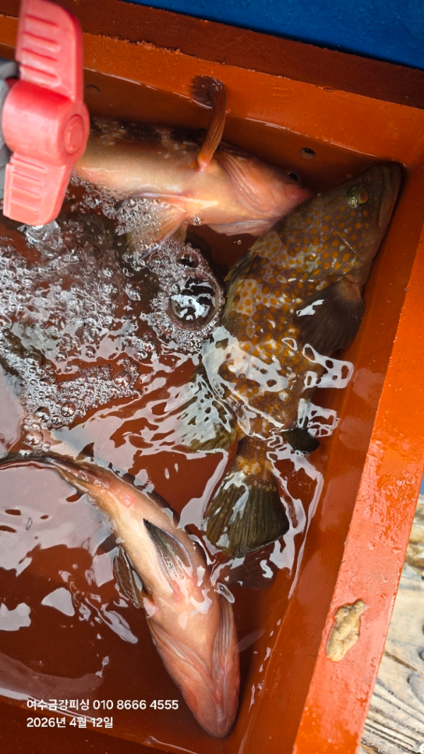 여수금강피싱_사진_20260412_36.jpg