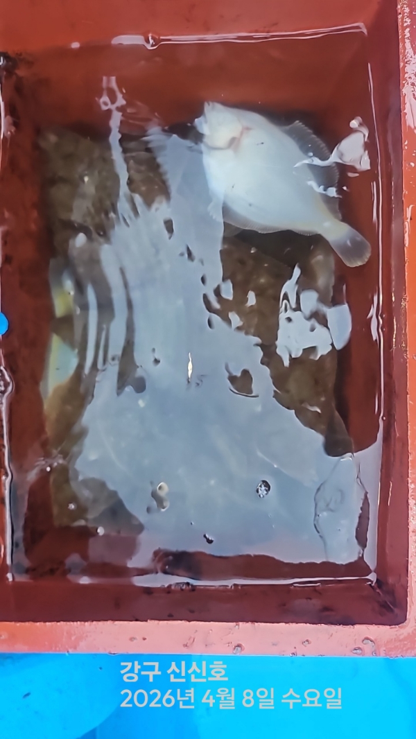신신낚시 강구점 신신호_사진_20260408_14.jpg