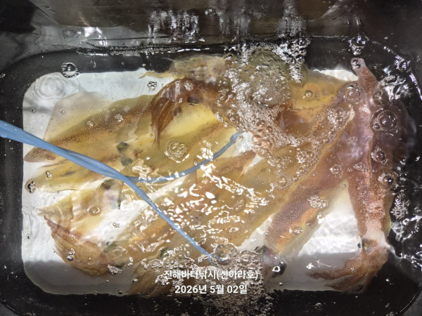 바다꾼낚시(신아라호)_사진_20260502_18.jpg
