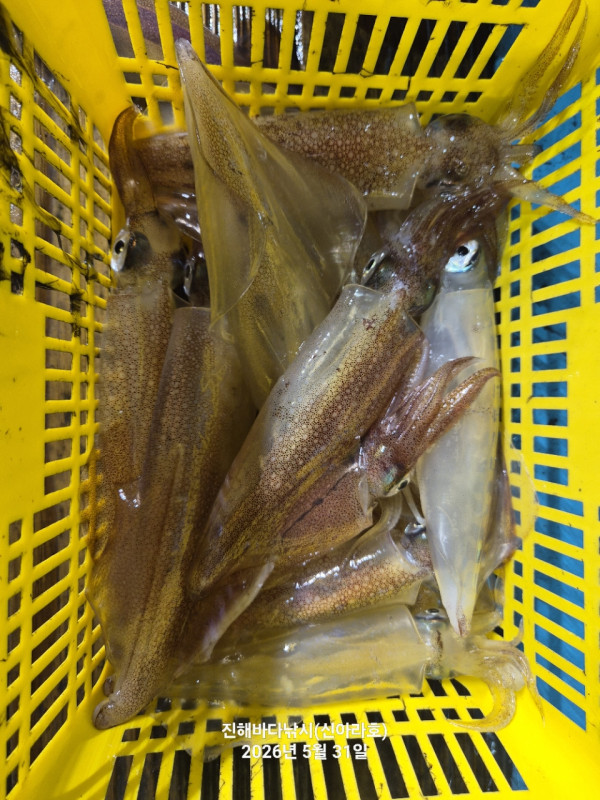 바다꾼낚시(신아라호)_사진_20260531_11.jpg