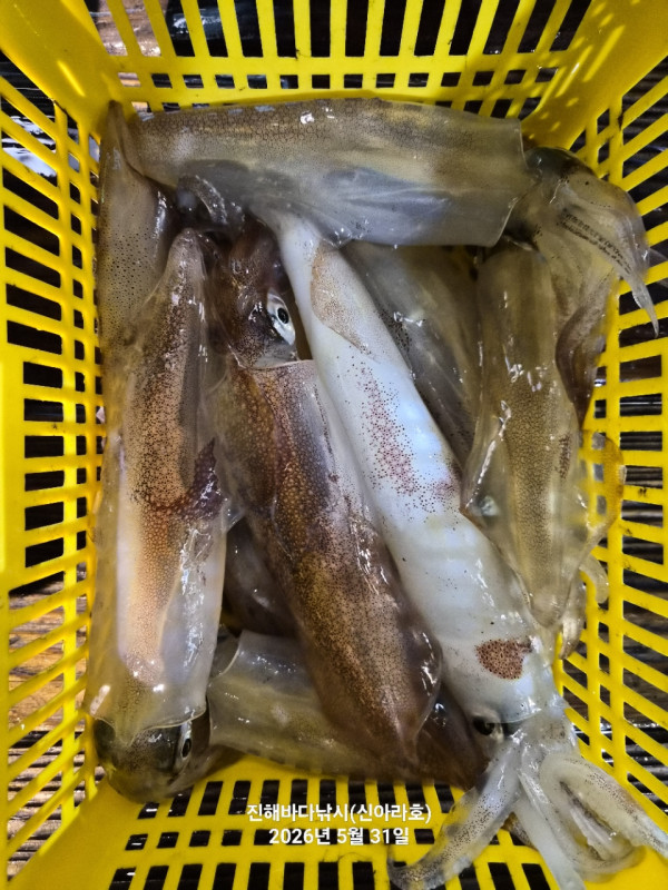 바다꾼낚시(신아라호)_사진_20260531_13.jpg