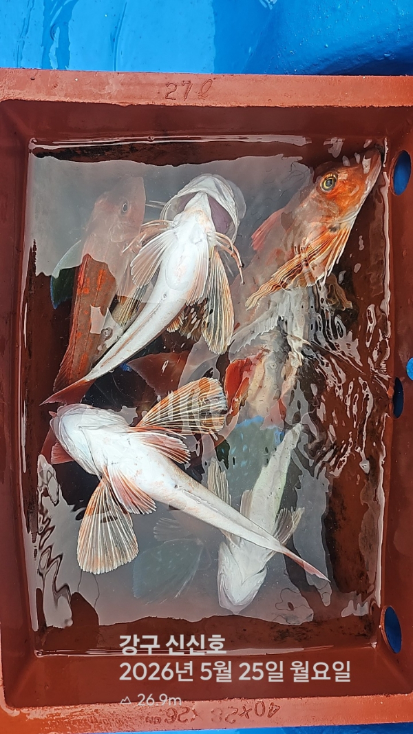 신신낚시 강구점 신신호_사진_20260525_14.jpg