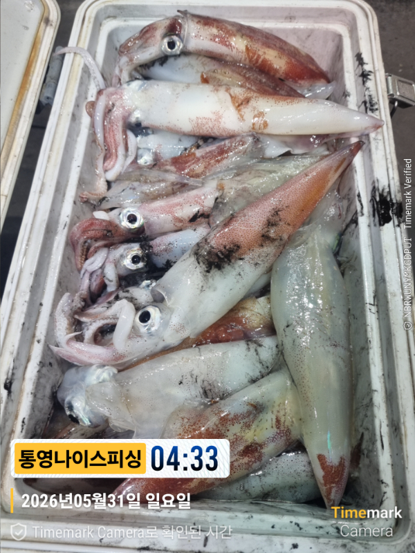 2026-05-31 04.33.59__(제목-통영나이스피싱).jpg