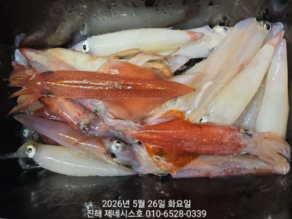 제네시스호(문어,진해문어,두족류)_사진_20260526_7.jpg