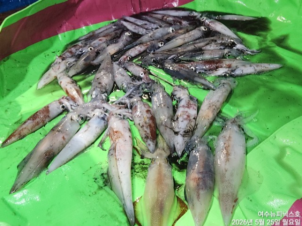5월25일한치 (19).jpg