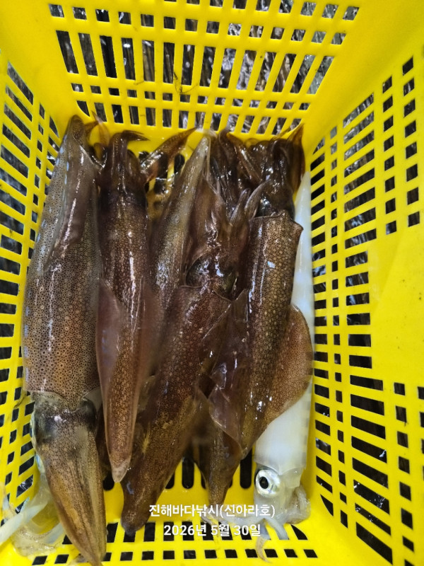 바다꾼낚시(신아라호)_사진_20260530_17.jpg
