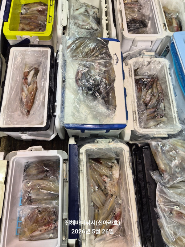 바다꾼낚시(신아라호)_사진_20260526_5.jpg