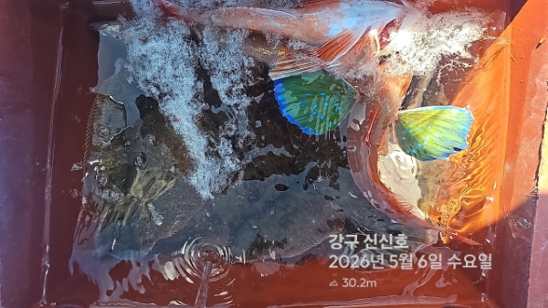 신신낚시 강구점 신신호_사진_20260506_13.jpg
