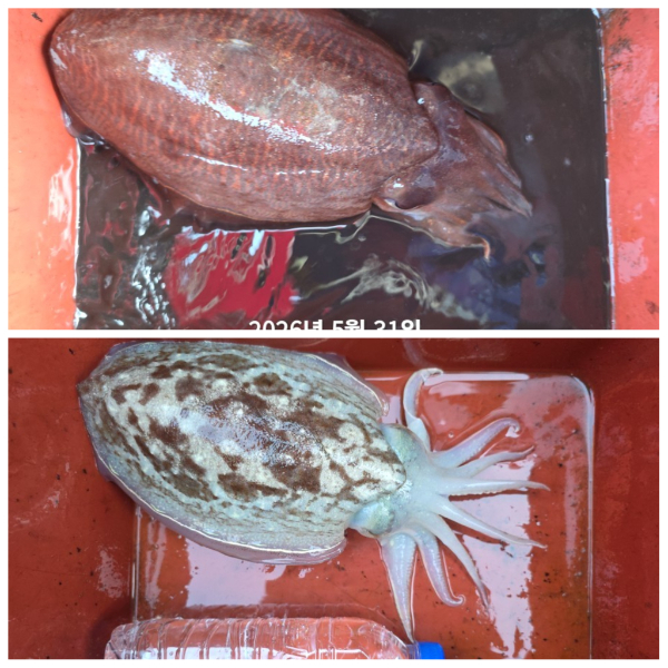 PhotoCollage_1780217817193.jpg