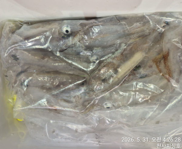 1004피싱_사진_20260530_15.jpg