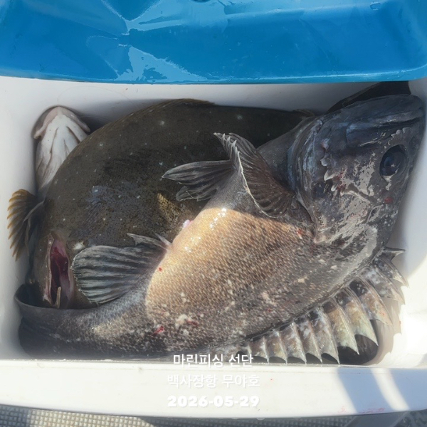 TC_00987.jpeg