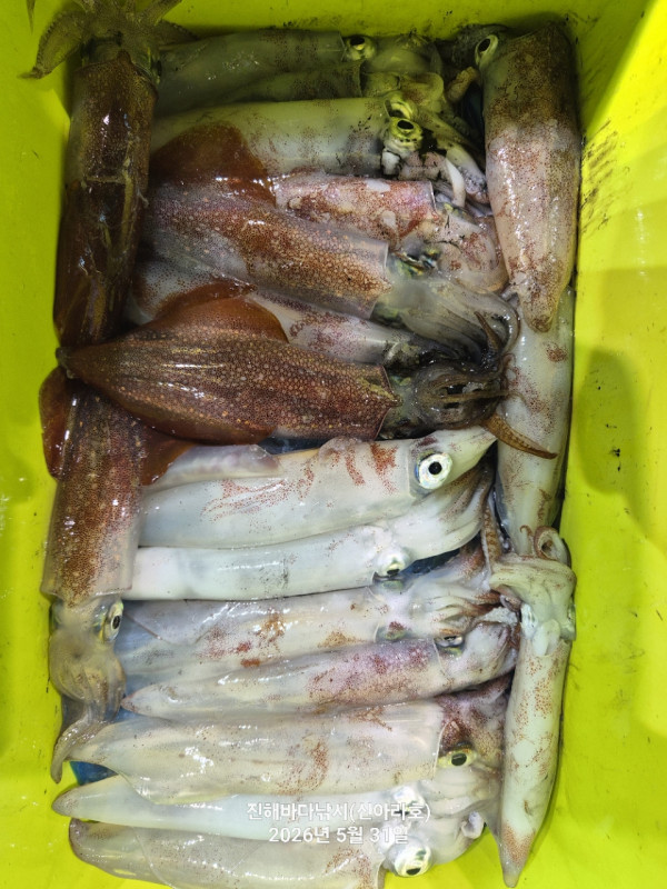 바다꾼낚시(신아라호)_사진_20260531_16.jpg