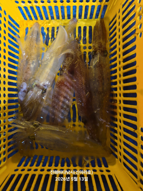 바다꾼낚시(신아라호)_사진_20260513_4.jpg