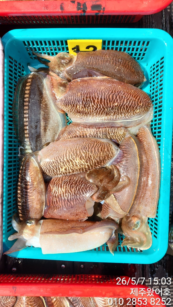 제주왔어호_사진_20260508_7.jpg