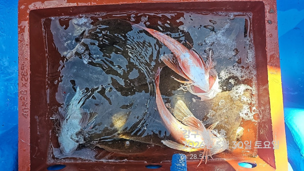 신신낚시 강구점 신신호_사진_20260530_16.jpg