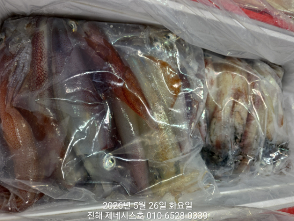 제네시스호(문어,진해문어,두족류)_사진_20260526_9.jpg