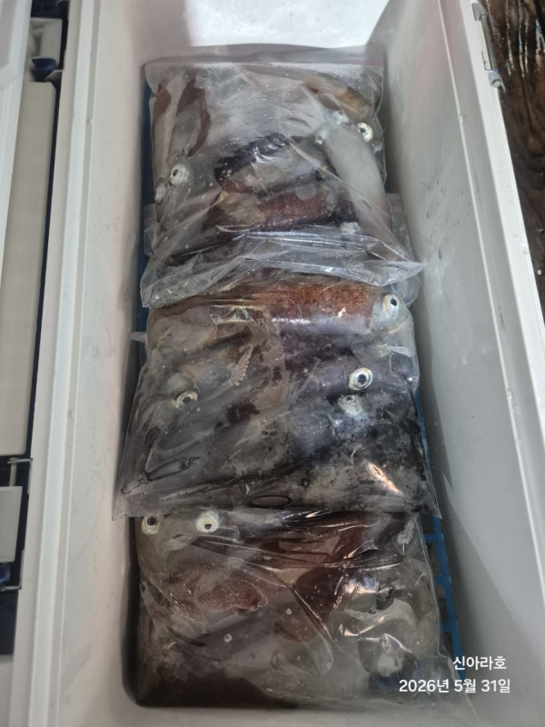 바다꾼낚시(신아라호)_사진_20260531_21.jpg