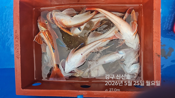 신신낚시 강구점 신신호_사진_20260525_15.jpg