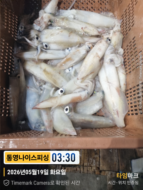 2026-05-19 03.30.35__(제목-통영나이스피싱).jpg
