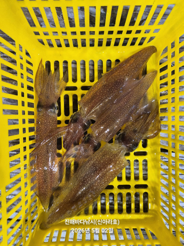 바다꾼낚시(신아라호)_사진_20260502_15.jpg