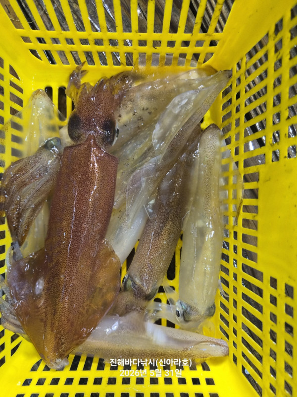바다꾼낚시(신아라호)_사진_20260531_10.jpg