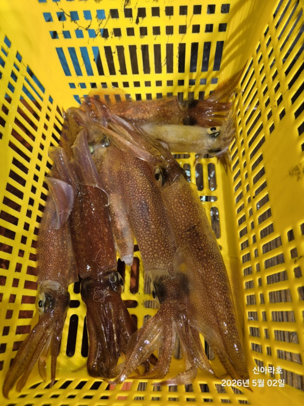 바다꾼낚시(신아라호)_사진_20260502_19.jpg