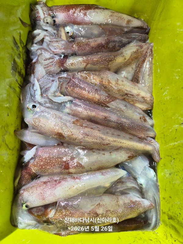 바다꾼낚시(신아라호)_사진_20260526_11.jpg