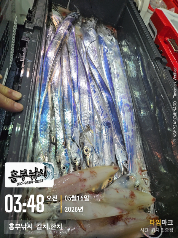 2026-05-16 03.48.54__(-흥부낚시  갈치.한치).jpg