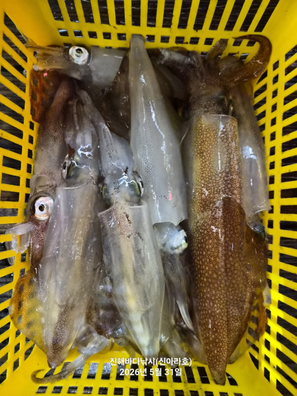 바다꾼낚시(신아라호)_사진_20260531_12.jpg