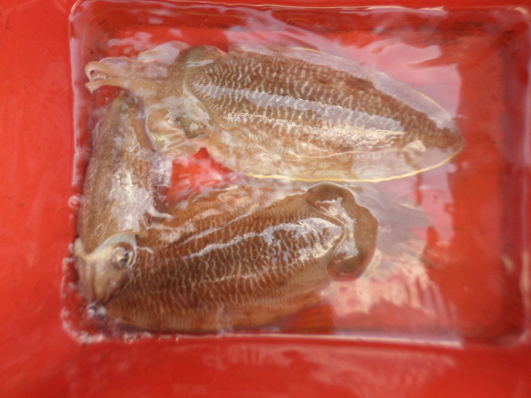 SAM_0011.JPG