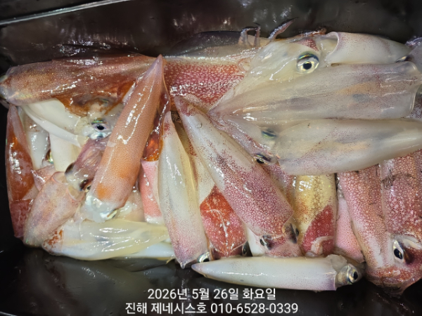 제네시스호(문어,진해문어,두족류)_사진_20260526_8.jpg