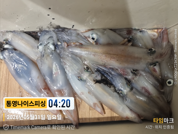 2026-05-31 04.20.54__(제목-통영나이스피싱).jpg